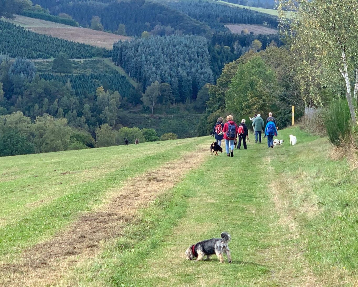 Hundewandergruppe  im Sauerland