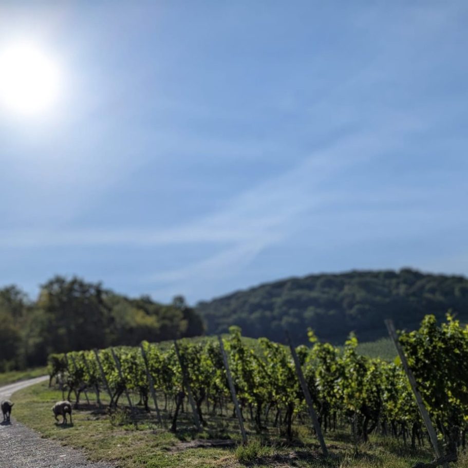 Bäume im Wolkenmeer und untergehende Sonne