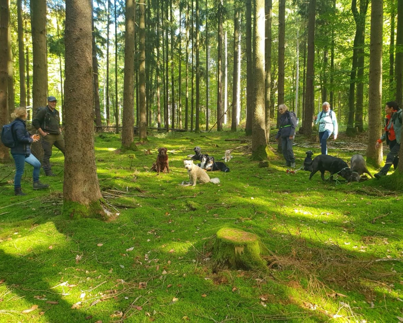 Hundewandergruppe  im Sauerland