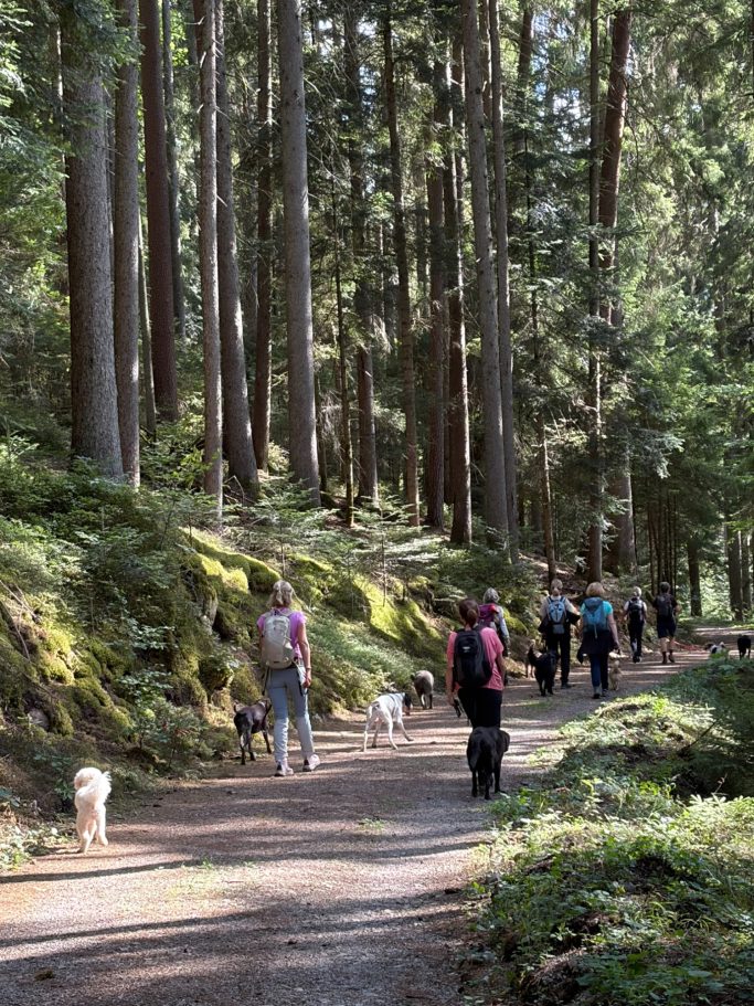 Gruppe oberhalb Bad Teinach Wandergruppe mit Hunden