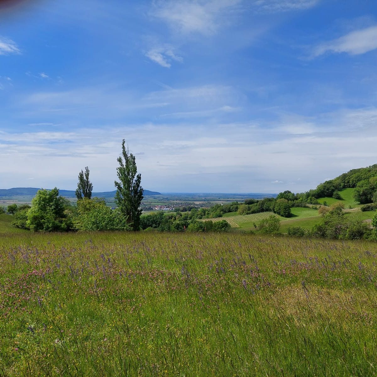 Unterwegs im Kitzinger Land zwischen Wald und Reben Zwei Hunde laufen entlang an Weinreben.