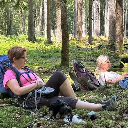 Zwei Hunde laufen an Rebstöcken vorbei